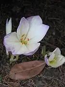Colchicum bornmuelleri