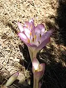 Colchicum cilicicum