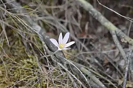 Colchicum corsicum