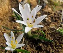 Colchicum cupanii