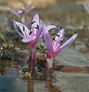 Colchicum figlalii