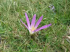 Safran des Pyrénées, Colchicum montanum, le long du cours du Rioumajou.