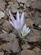 Colchicum troodi