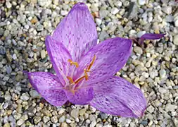 Colchicum variegatum