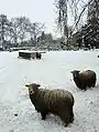 Moutons Lincoln Longwool à côté du cimetière de St Lawrence à Tallington, dans le Lincolnshire.