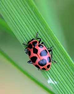 Description de l'image Coleomegilla maculata3 RSB.jpg.