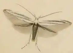 Description de l'image Coleophora_anatipennella.JPG.