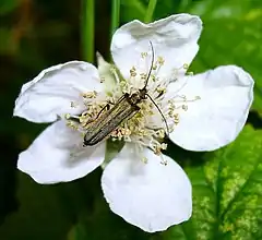 Description de l'image Coleoptera - Oedemera lurida (3183454439).jpg.