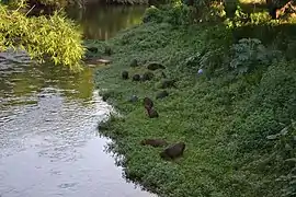 Groupe dans la nature, au Brésil.