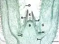 Microphotographie d'une section longitudinale axiale de l'apex caulinaire de Coleus bluemi.