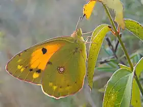 Dessous d'une femelle à contre-jour, montrant par transparence les taches jaunes dans la bordure noire du dessus.