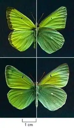 Description de l'image Colias alexandra.jpg.