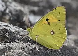 ColiadinaeColias crocea