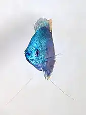 Un poisson vu de face, bleu et très étroit