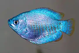 Colisa lalia (Anabantoidei)