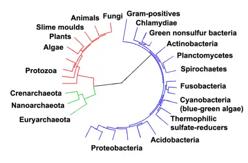 (en) Arbre phylogénétique soulignant les trois domaines du vivant : les eucaryotes sont représentés en rouge, les archées en vert et les bactéries en bleu.