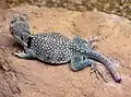 Crotaphytus collaris au zoo de Bristol (Angleterre)