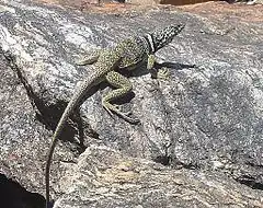 Description de l'image CollaredLizard.jpg.