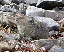 Ochotona collaris