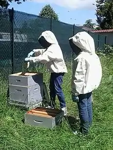 Deux jeunes apiculteurs en combinaison et blue jeans travaillant sur une ruche au sein d'un espace grillagé.