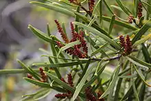 Feuilles et fleurs de Colliguaja integerrima (ou Duraznillo)