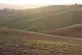 Colline della campagna di Montecarotto.