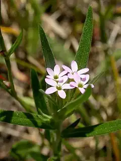 Description de l'image Collomia linearis (1).jpg.