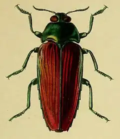 Description de l'image Colobogaster desmarestii.JPG.