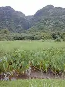 Culture du taro à Keanae, Maui, Hawaï.