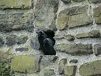 Couple de choucas dans un nid