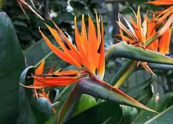 Strelitzia reginae