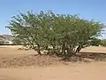 Colophospermum mopane - MHNT