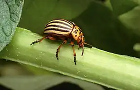 Leptinotarsa decemlineata (Chrysomelidae)