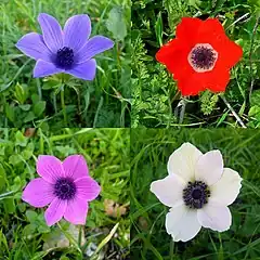 Diverses couleurs d'anémone couronnée, Israël.