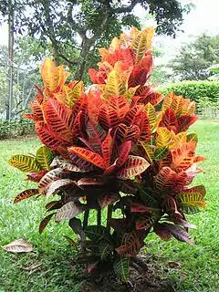 Le Croton, exemple de chimère sectorielle.