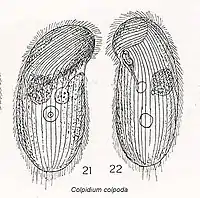 Colpidium colpoda