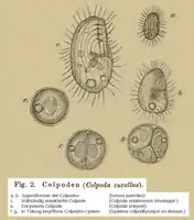 Colpoda cucullus(d'après G. Lindner 1897)