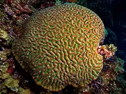 Corail vivant présentant des corallites en sillons, contenant les polypes rétractés.