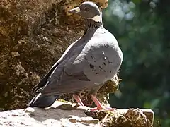 Columba albitorques