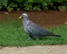 Columba arquatrix