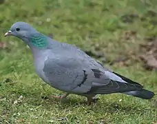 Columba oenas