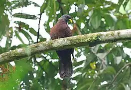 Columba thomensis