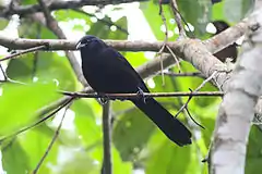 Description de l'image Columbian Mountain Grackle (Macroagelaius subalaris) (8079736640).jpg.