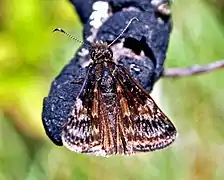 Erynnis lucilius