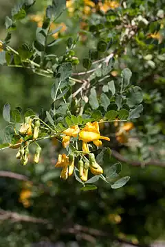 Description de l'image Colutea cilicica - Floraison.jpg.