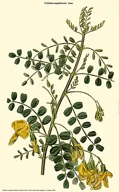 Description de l'image Colutea nepalensis (Curtis).jpg.