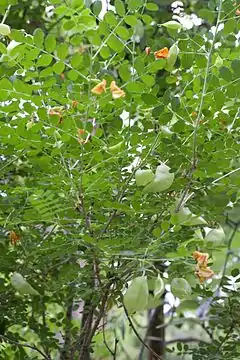 Description de l'image Colutea orientalis - Feuillage.jpg.