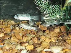 Description de l'image Comanche Springs pupfish.jpg.