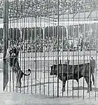 Combat d'un lion et d'un taureau aux arènes de Roubaix (juillet 1899).