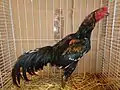 Coq combattant Asyl